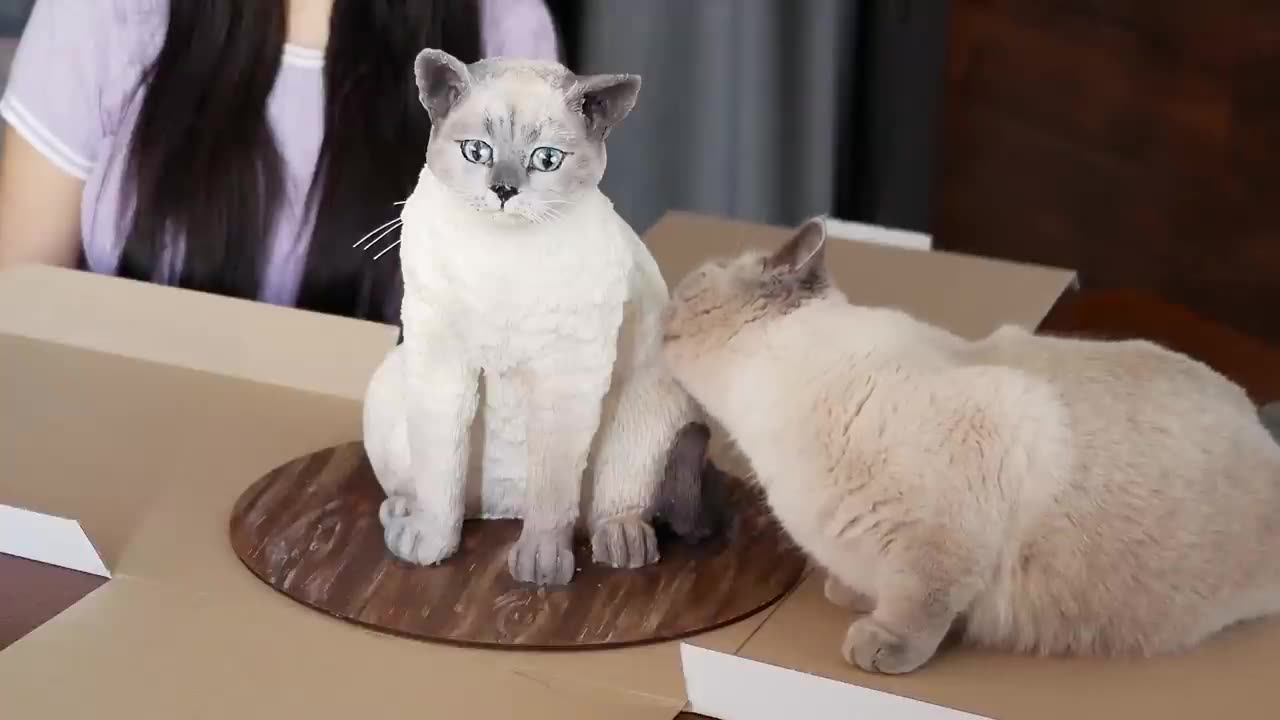 Cat reaction to cat that is similer to cat