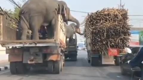 Elephant Stealing Food Smartly