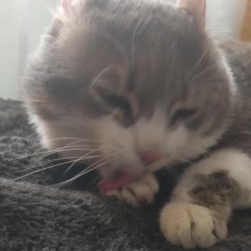 The cat cleans itself