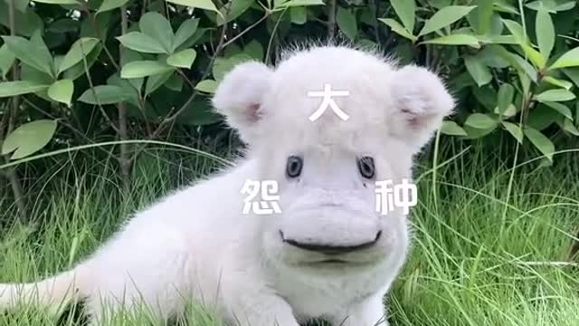 The small white lion