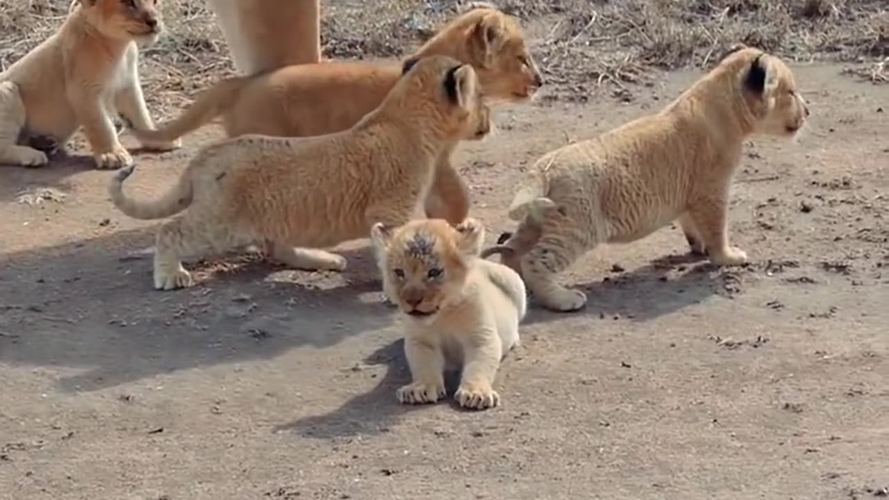 Lion Cubs