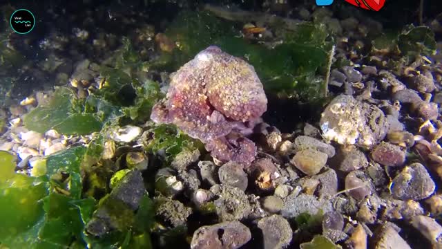 Octopuses Remarkable Intelligence With 9 Brains, 3 Hearts, And 8 Arms!