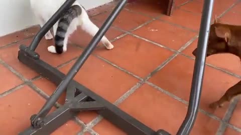 Funny cat