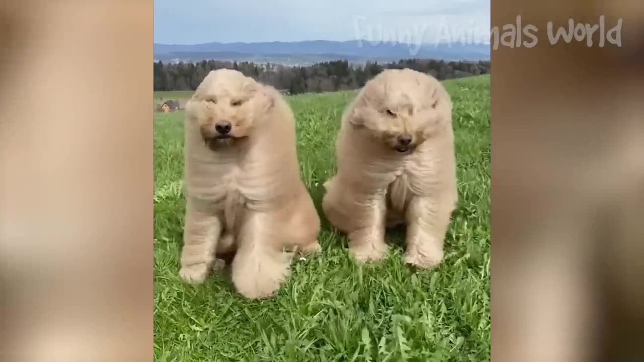 Funny animals video 2023 satnde off jabble