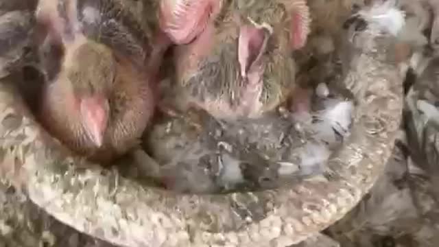 Beautiful Baby Pigeons