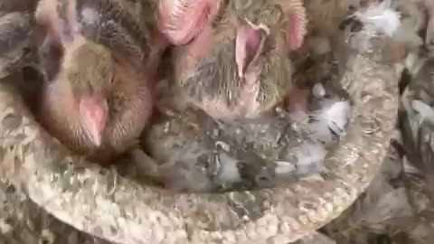 Beautiful Baby Pigeons