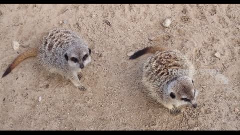 Funny, Animals, Funniest Animals, Funny Videos