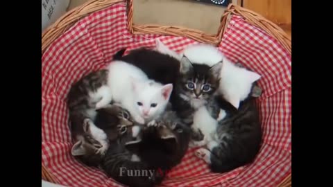 Funny animals - funny cat / funny videos