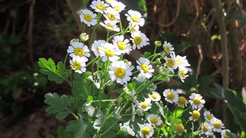 Plantas Medicinais conheça o Tanacetum parthenium. Pop: Fervefew, artemisia.