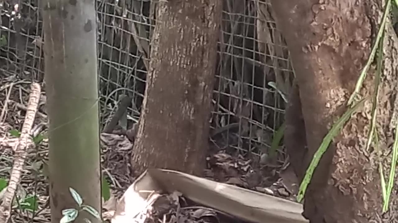 Visita esquilo