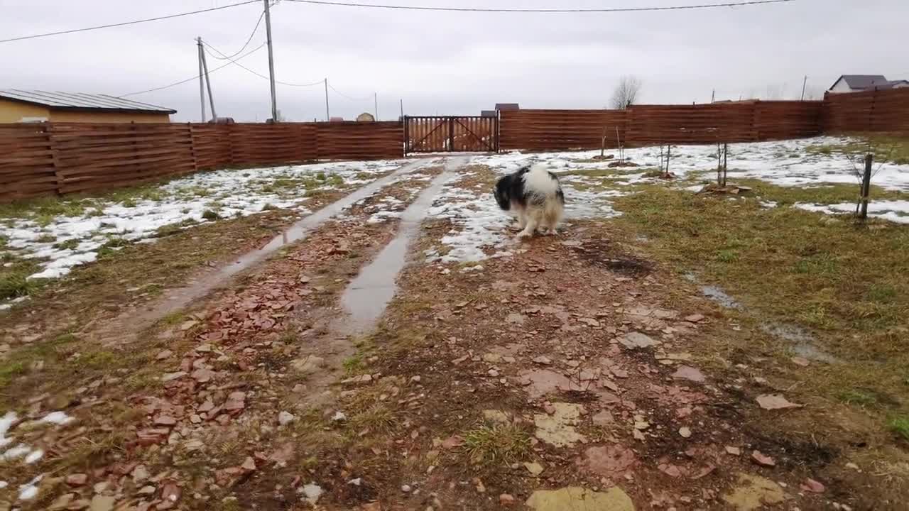 A Dog Playing Fetch A Ball In The Home Backyard