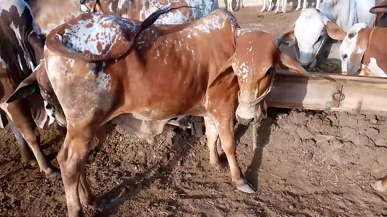 Brahman cross bull