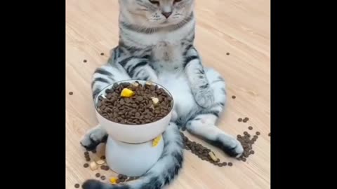 Cat eating the food | Cat funny animation | video,