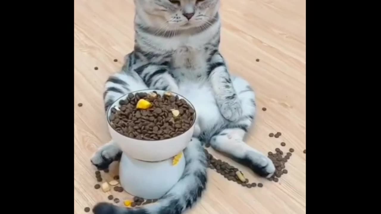 Cat eating the food | Cat funny animation | video,