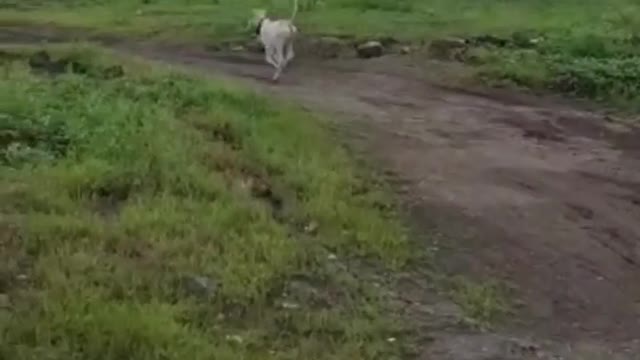 When I said you run I'll take a video of you, immediately he starts running in happiness..