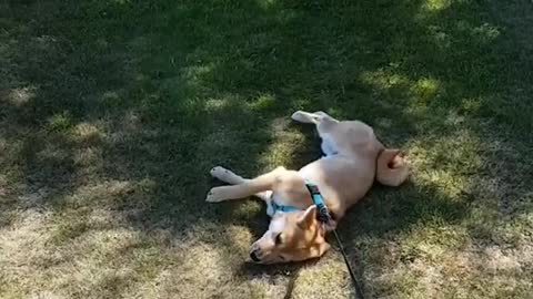 "I've been walking around with my master all day. I'm really tired."