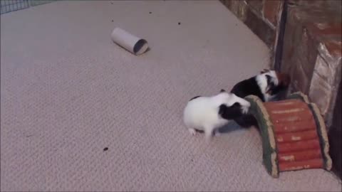 Guinea Pigs playing around and jumping