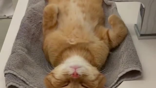 A cat sleeping in the sink