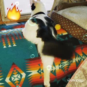 Rebel, Sex Kitten 😆