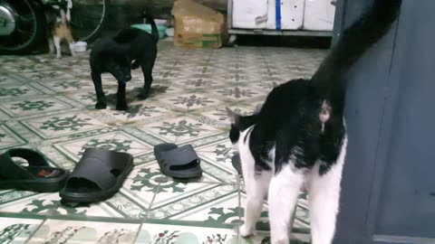 Sharing My Cute Pets Cat and Puppy Dog Funny Moment _ Viral Cat