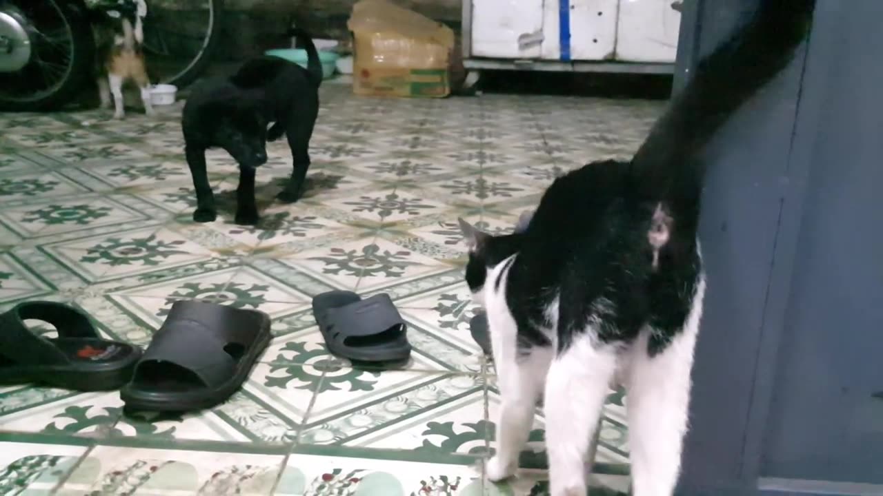Sharing My Cute Pets Cat and Puppy Dog Funny Moment _ Viral Cat