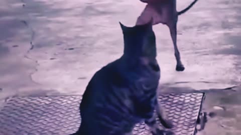 Funny cat and dog dance video