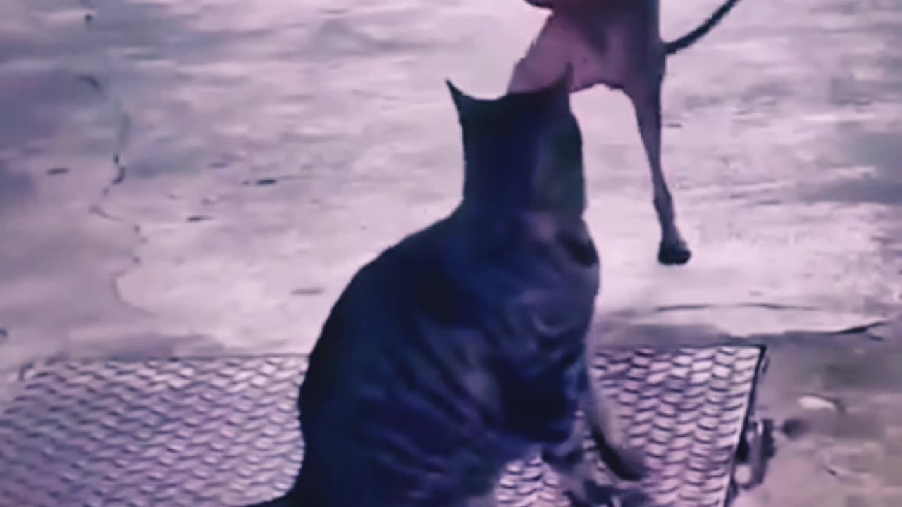 Funny cat and dog dance video