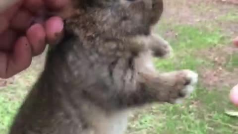 Screaming wild Baby rabbit flys