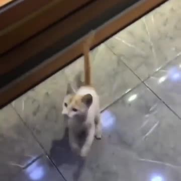 This man gives hungry cat the food she's been asking