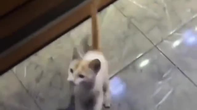 This man gives hungry cat the food she's been asking