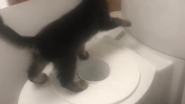 Cat takes a few poops down the toilet