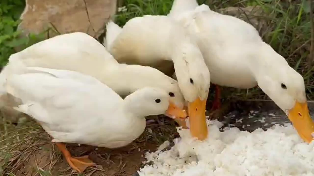 Ducks are big eaters.😂Cute and funny animal video