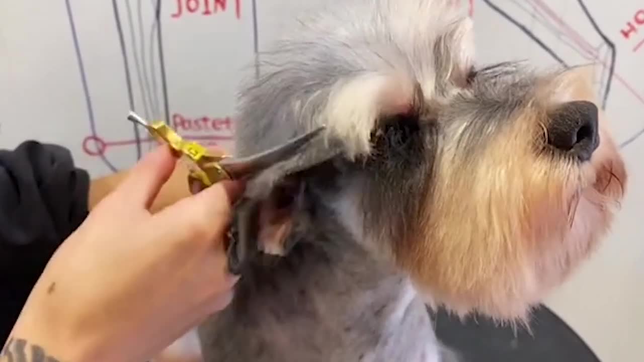 Schnauzer Dog Grooming _ Schnauzer Puppy Haircuts