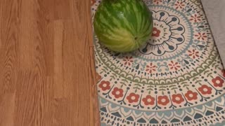 Olive the Jack Russell Rolling into Summer With Watermelon