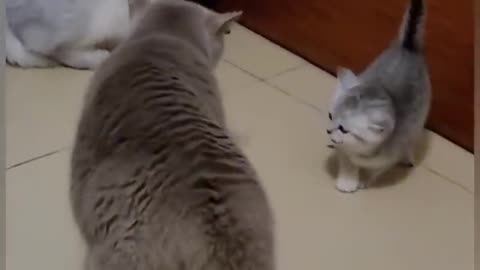 Cat Fight