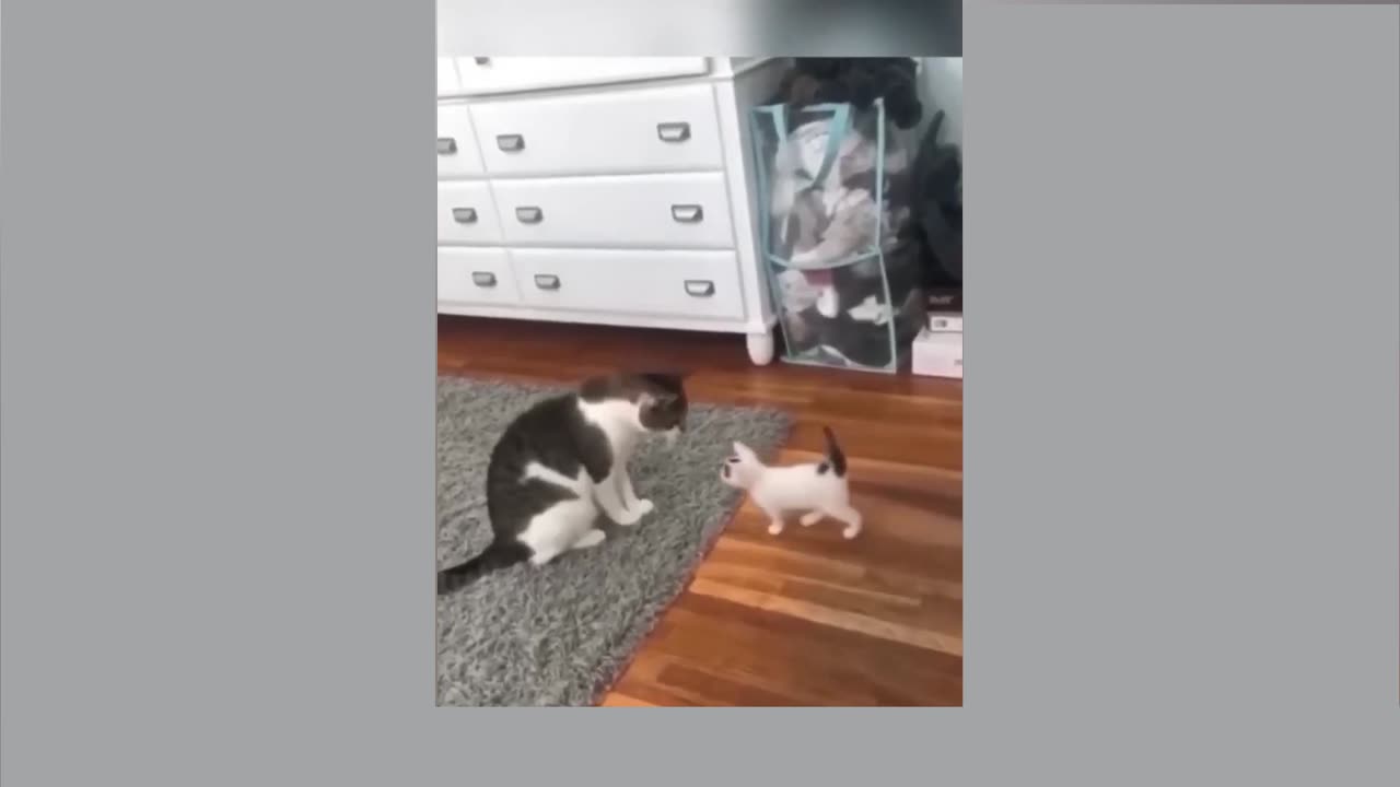 The cat is scared and jumping