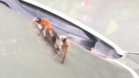 Bees Mating