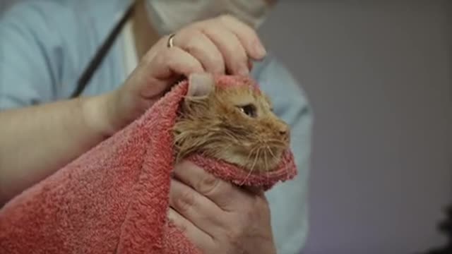 cat taking a bath