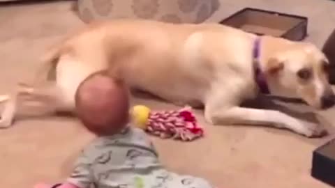 This dog is teaching baby that how to crawl, kids video cute baby dogs