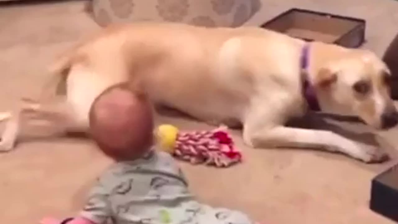 This dog is teaching baby that how to crawl, kids video cute baby dogs