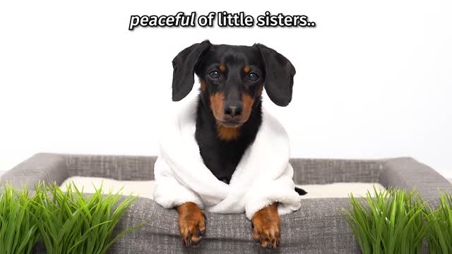 Crusoe Goes Zen with Petlibro Water Fountain - Cute Dachshund Video