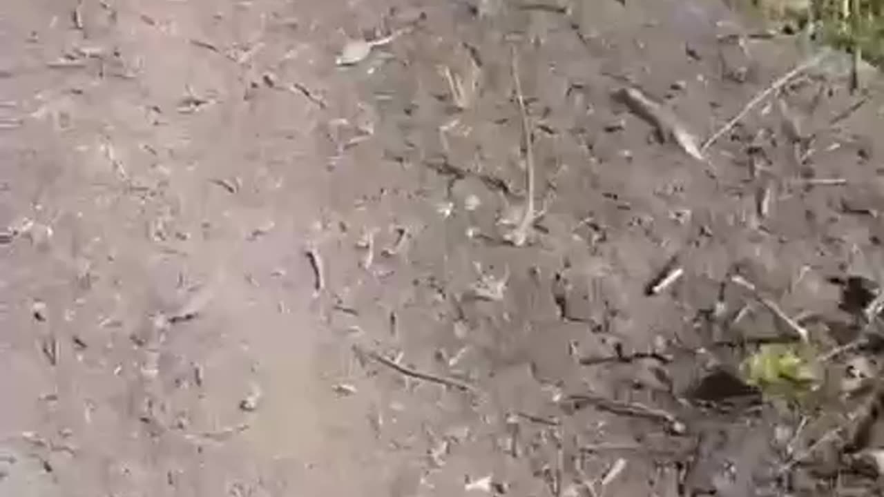 +18 Disturbing Video showing dead and wounded