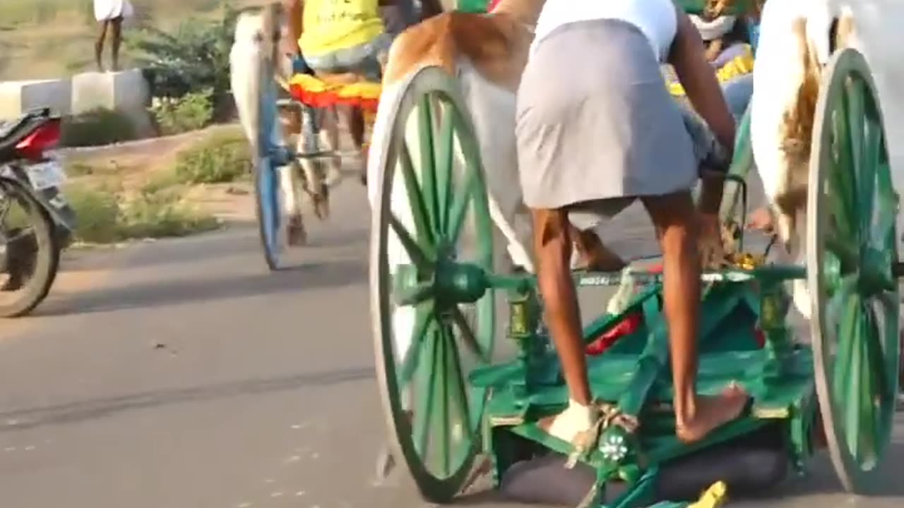 Indian bull race in tamilnadu