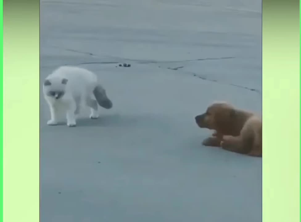 Puppy chasing cat ||puppy wants to play with cat