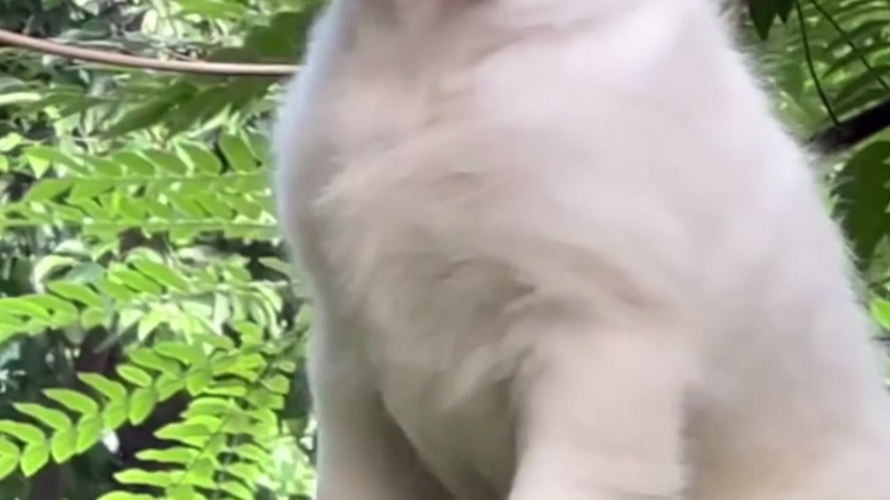 Cute Dog Relaxing
