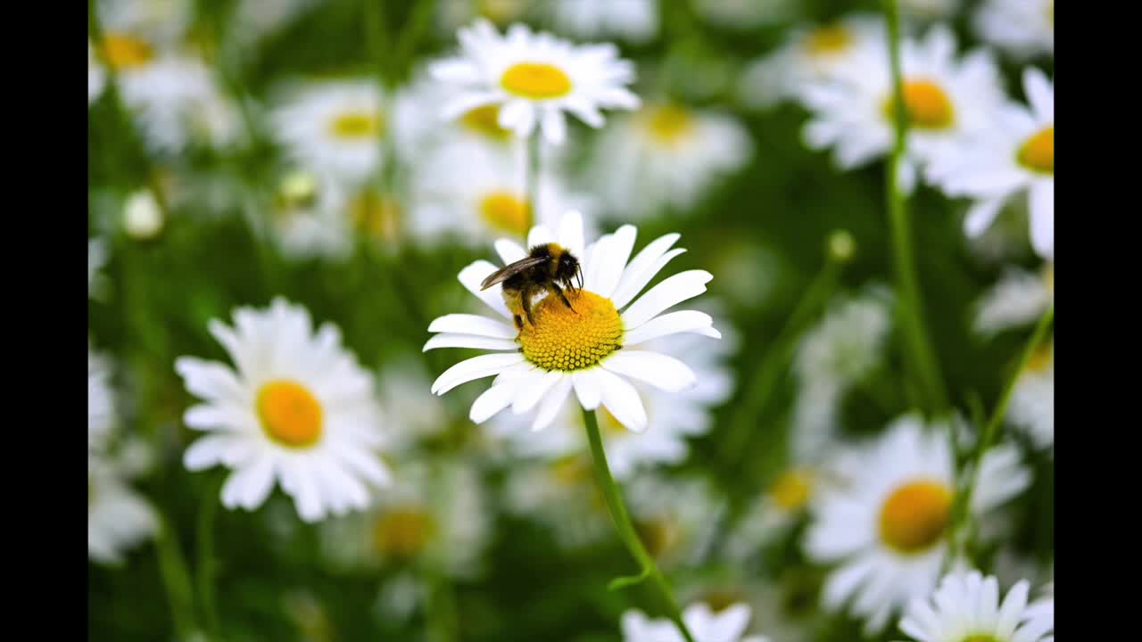 Love & Daisies