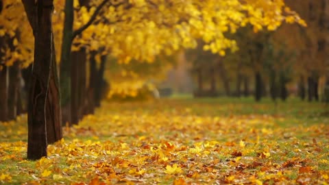 The leaves fall in the autumn season