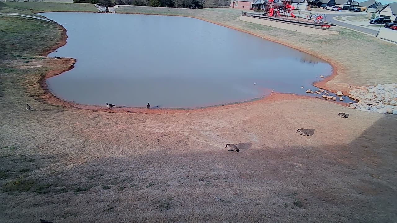 The Pond