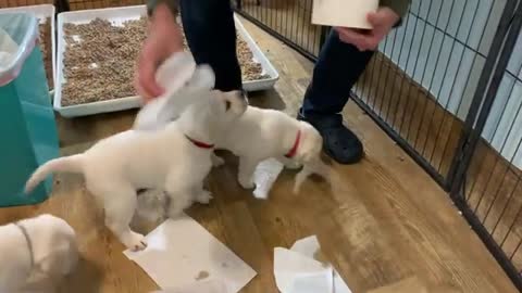 Lab Puppies HATE Eating from A Maze!