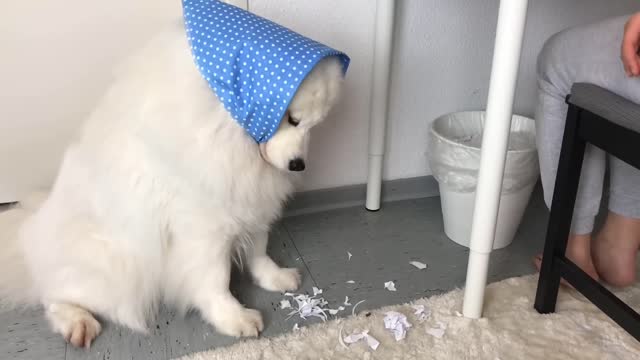 Dog vs. Robot Vacuum I Roborock S5